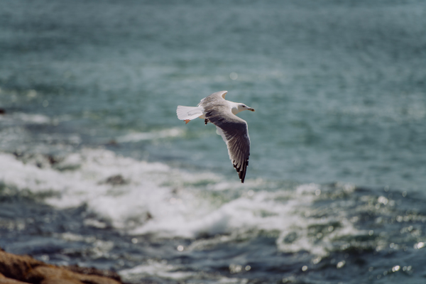 Close-up of seagul flying above the ocean.