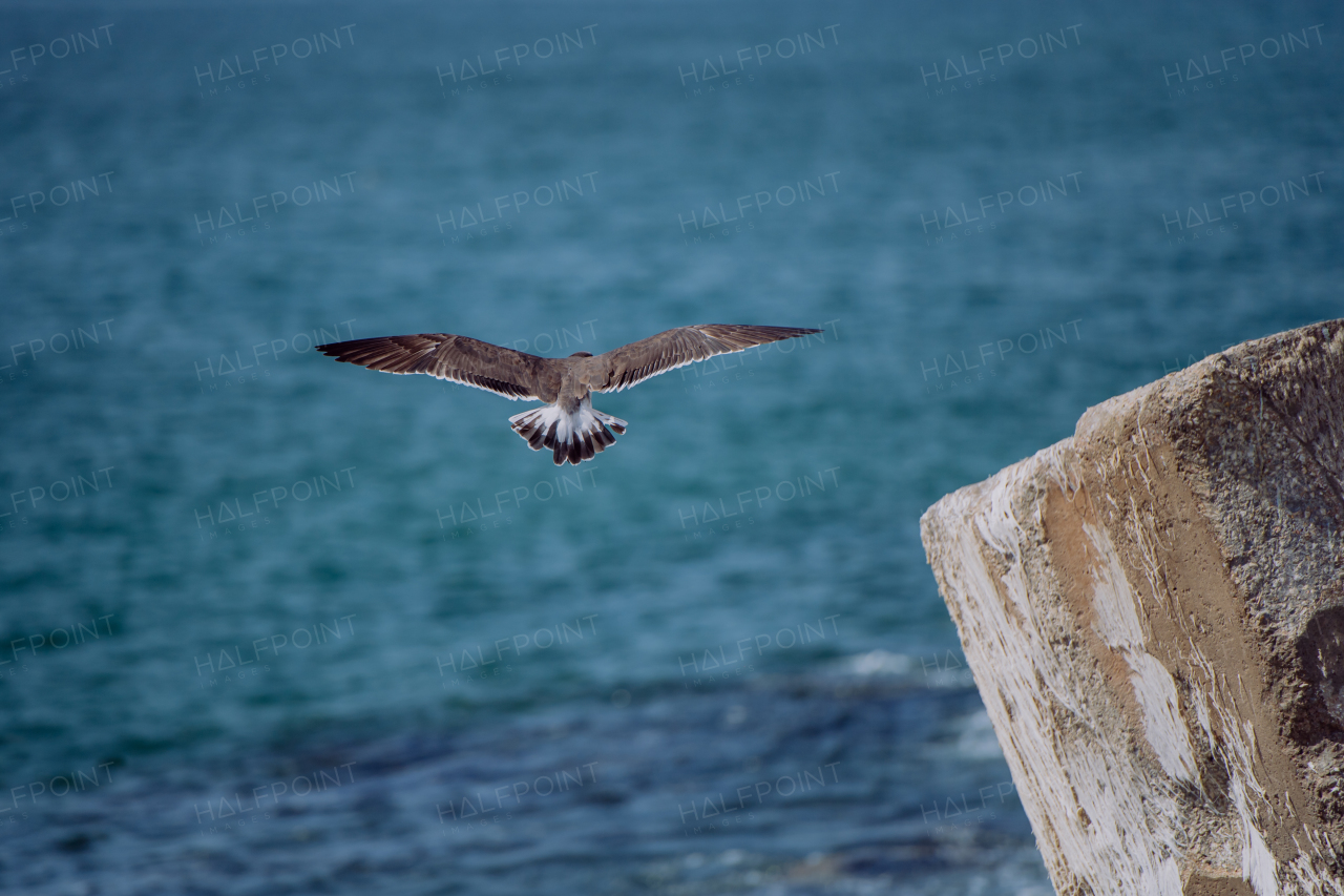 Close-up of seagul flying above the ocean.