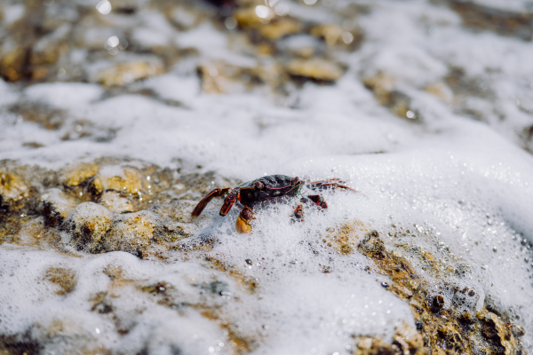 Close-up of crab in waves, in the ocean.