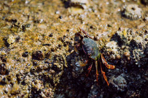 Close up of crab walking on stone in ocean.