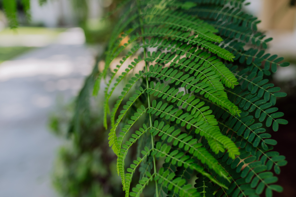 Close up of a fern growing outside.