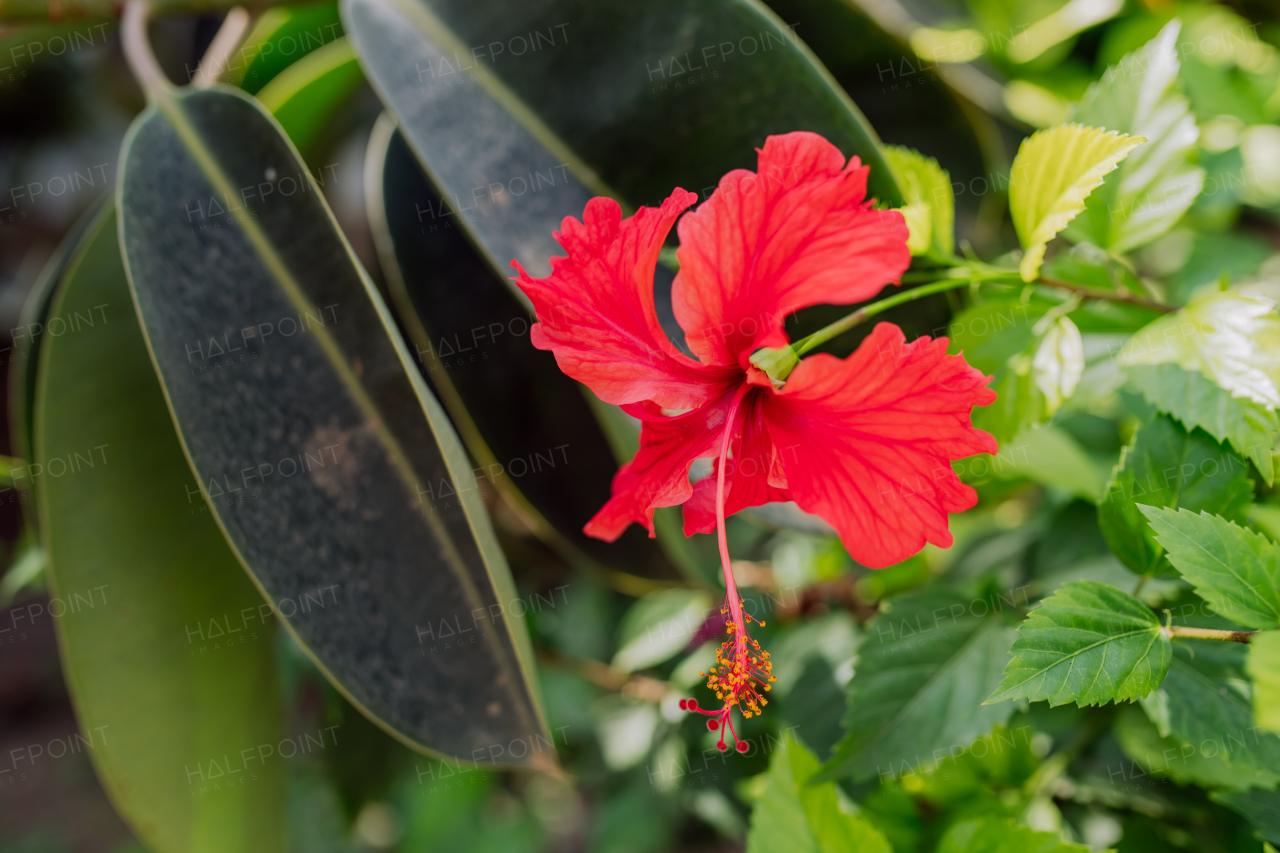 Close-up of blooming hibiscus with pink flower, outdoor.