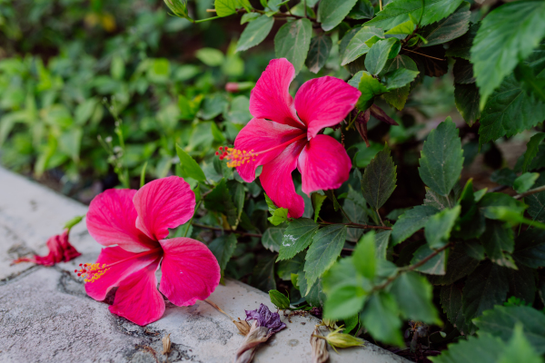 Close-up of blooming hibiscus with pink flower, outdoor.