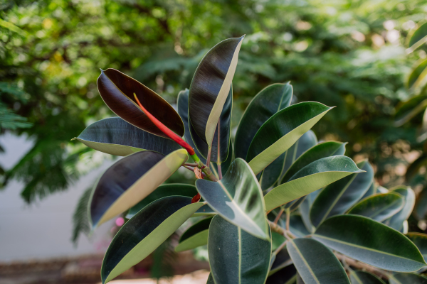 Close-up of huge ficus, outdoor in an exotic country.