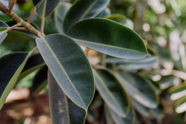 Close-up of huge ficus, outdoor in an exotic country.