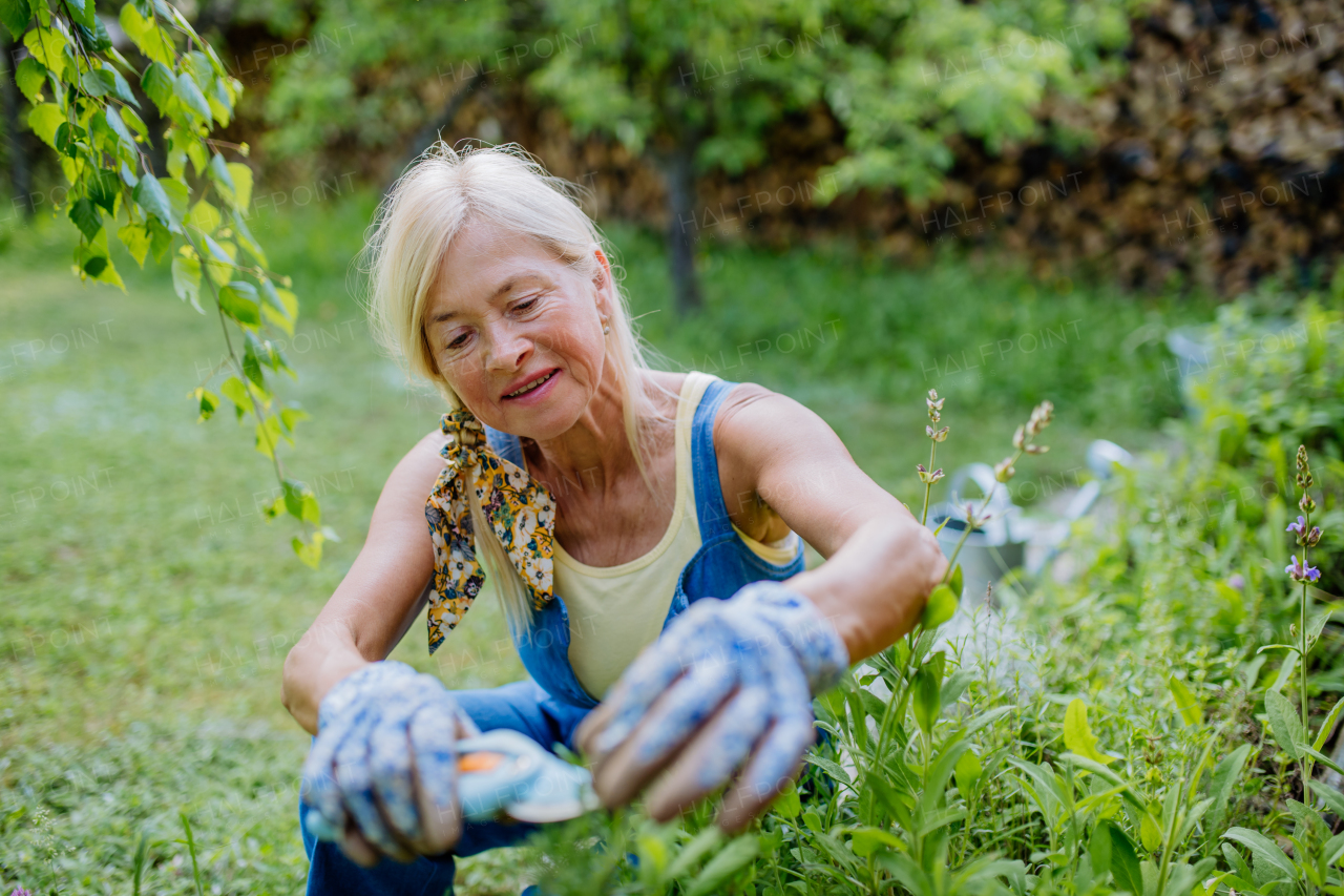 A senior woman gardening in summer, cutting branches of rosmary herb, garden work concept.