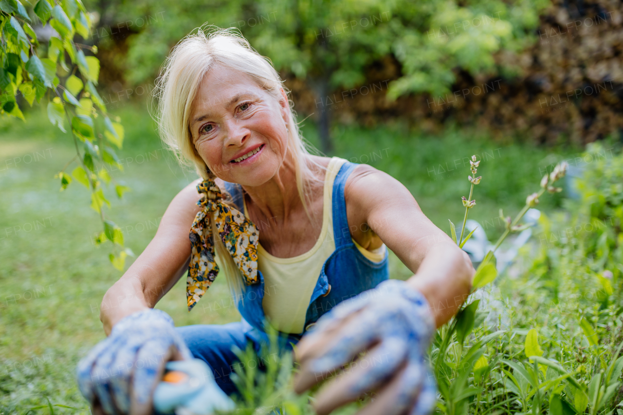 A senior woman gardening in summer, cutting branches of rosmary herb, garden work concept.