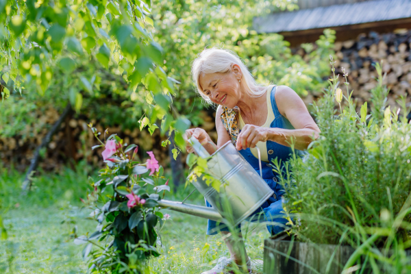 A happy senior woman taking care of flowers outdoors in garden, watering with can.