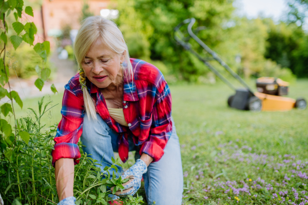 A senior woman gardening in summer, ctaking care of herbs, garden work concept.