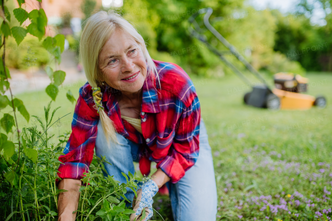 A senior woman gardening in summer, ctaking care of herbs, garden work concept.