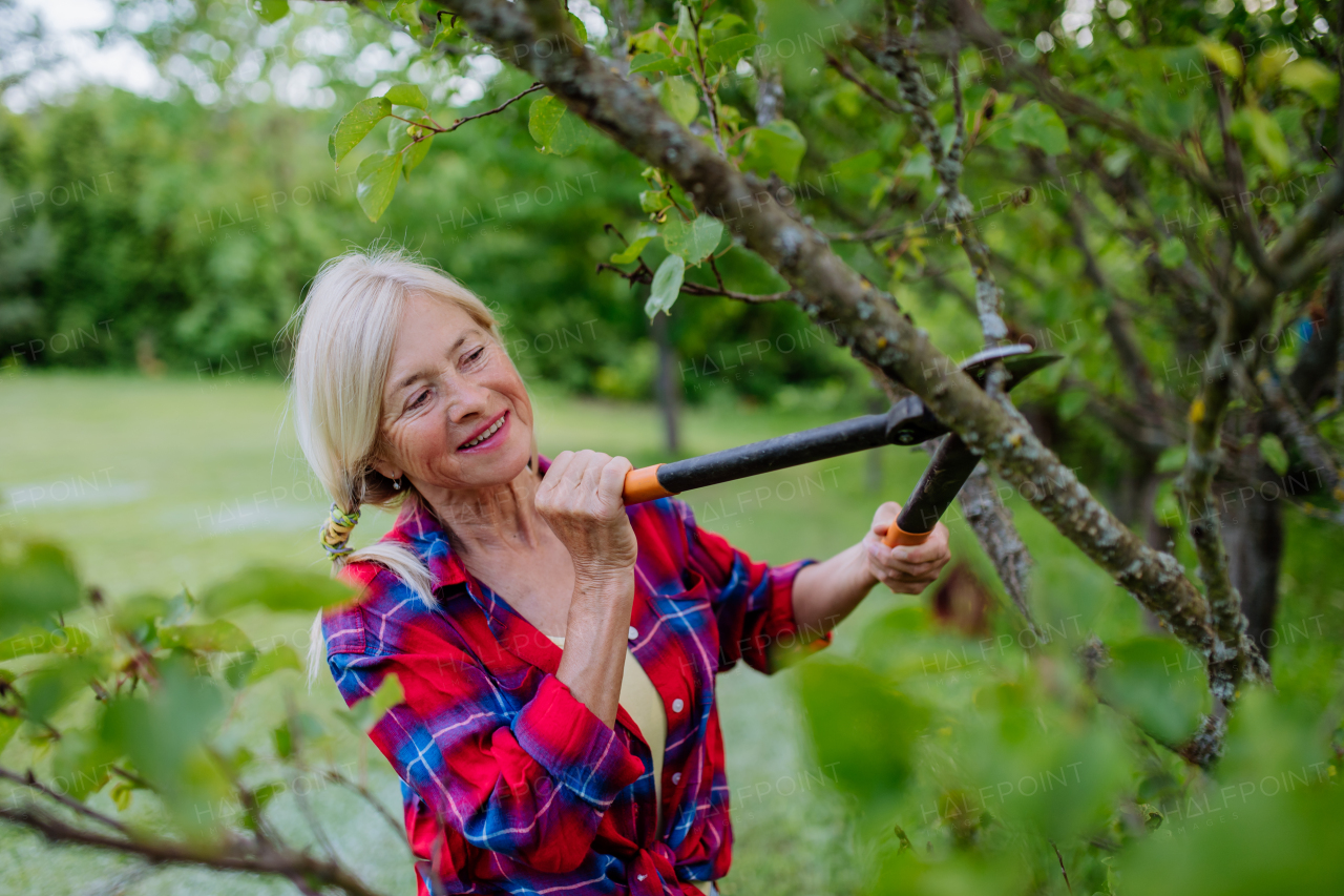 A senior woman gardening in summer, cutting branches and pruning fruit tree, garden work concept.