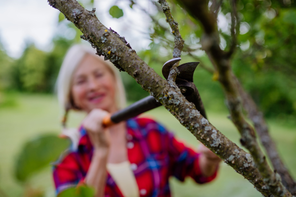 A senior woman gardening in summer, cutting branches and pruning fruit tree, garden work concept.