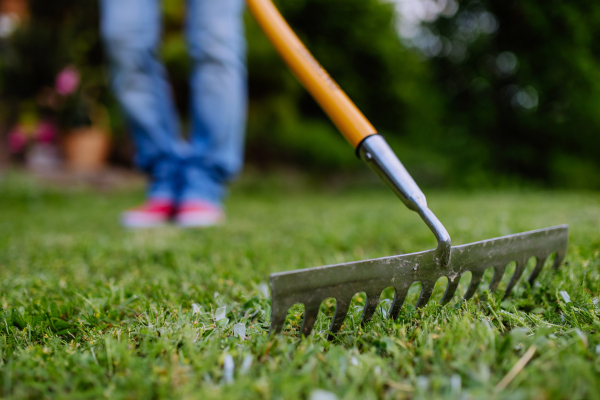 An unrecognizable woman doing garden work raking green grass on backyard, close-up.