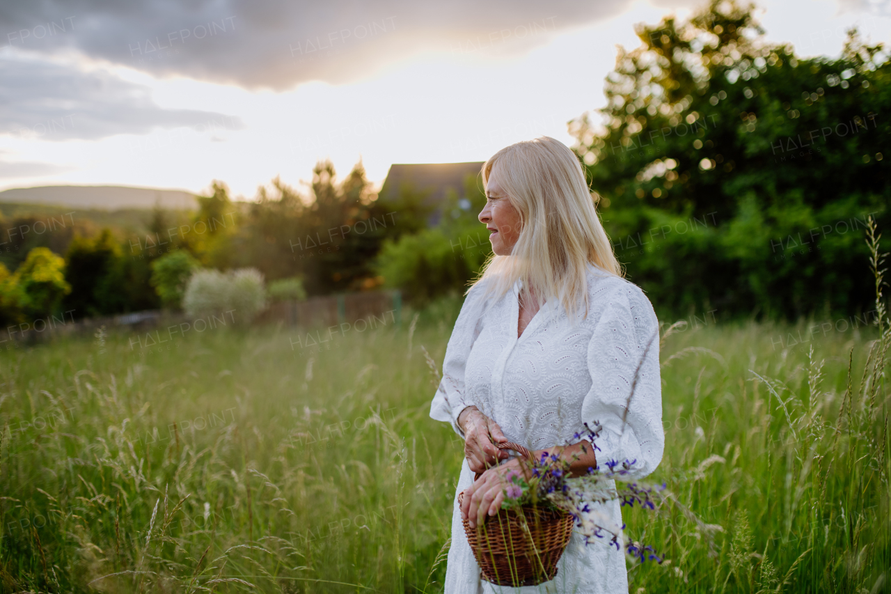 A senior woman wih basket in meadow in summer collecting herbs and flowers, natural medicine concept.