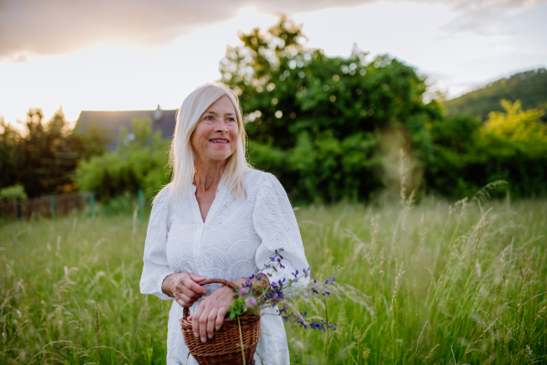 A senior woman wih basket in meadow in summer collecting herbs and flowers, natural medicine concept.