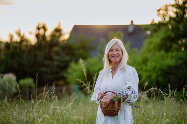 A senior woman wih basket in meadow in summer collecting herbs and flowers, natural medicine concept.