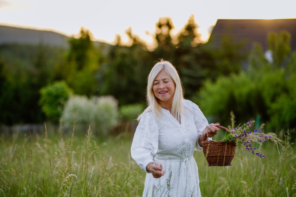 A senior woman wih basket in meadow in summer collecting herbs and flowers, natural medicine concept.