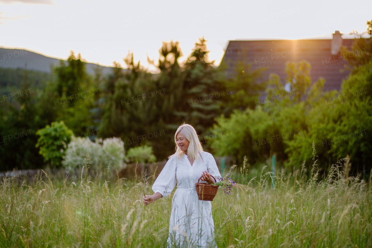 A senior woman wih basket in meadow in summer collecting herbs and flowers, natural medicine concept.