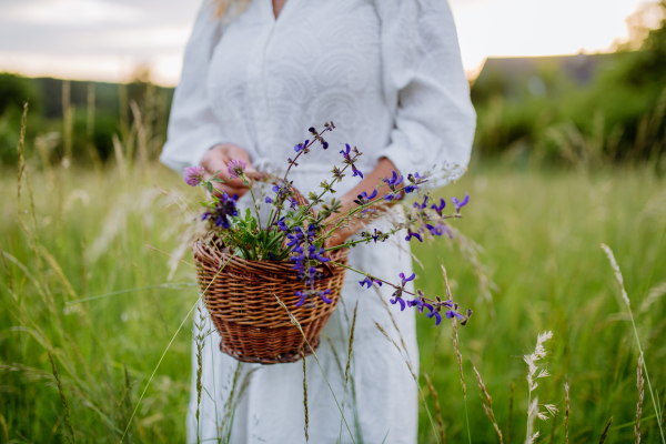 A senior woman wih basket in meadow in summer collecting herbs and flowers, natural medicine concept.