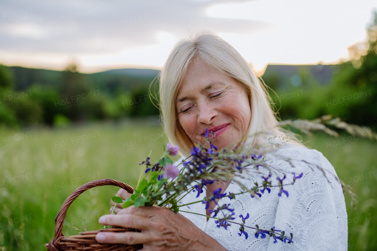 A close-up of senior woman wih basket in meadow in summer collecting herbs and flowers, natural medicine concept.