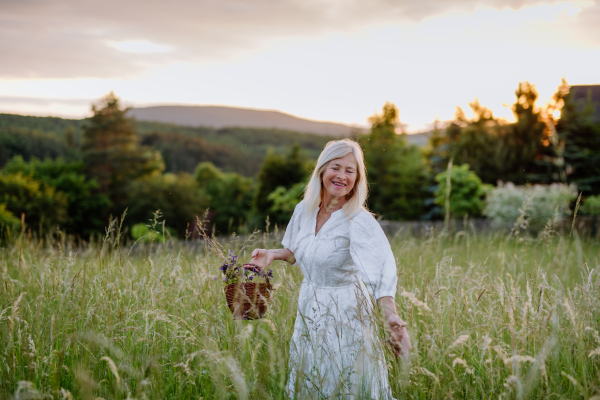 A senior woman wih basket in meadow in summer collecting herbs and flowers, natural medicine concept.