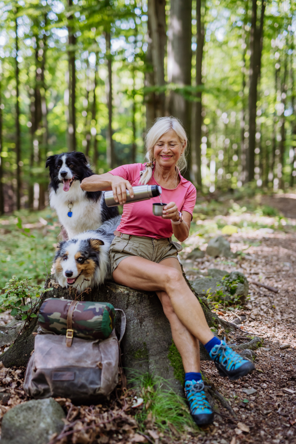 Senior woman having break during walking her three dogs in a forest.