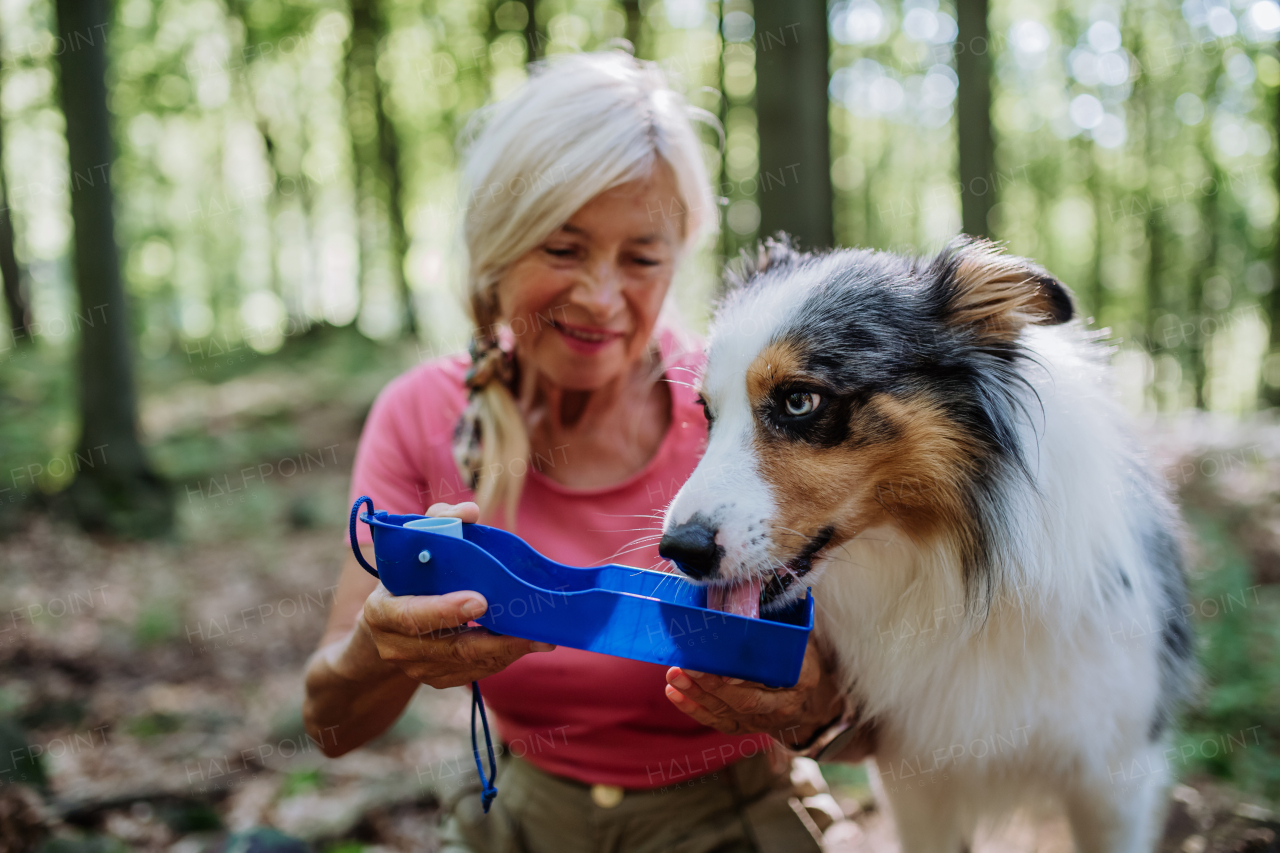 Senior woman giving water to her dog during walking in a forest.