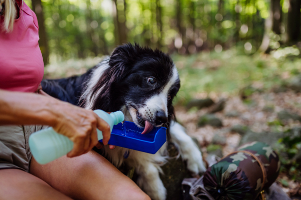 Senior woman giving water to her dog during walking in a forest.