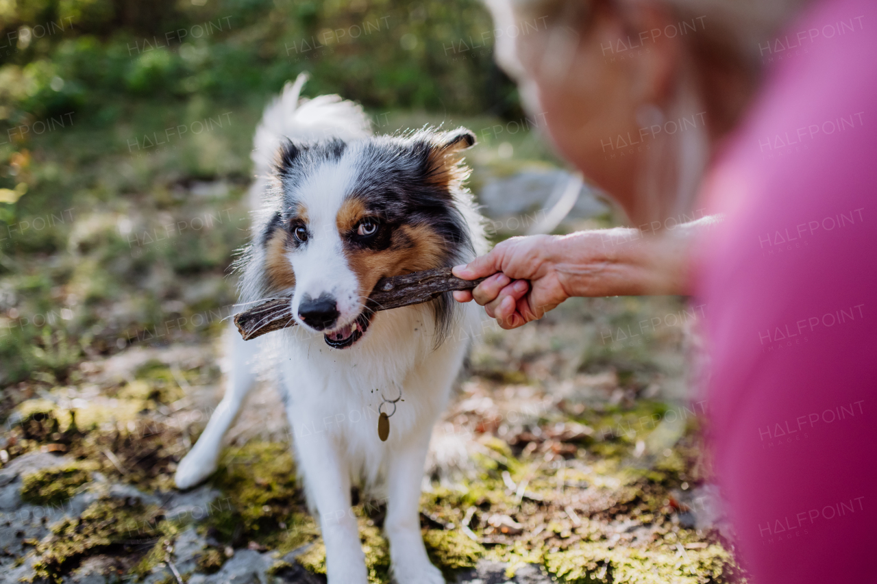 Senior woman playing and training her dog during autumn walk in the forest.