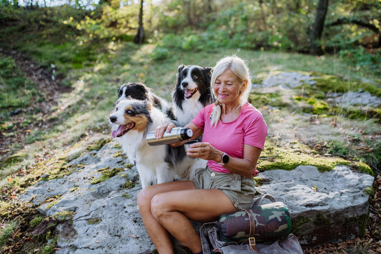 Senior woman having break during walking her three dogs in a forest.