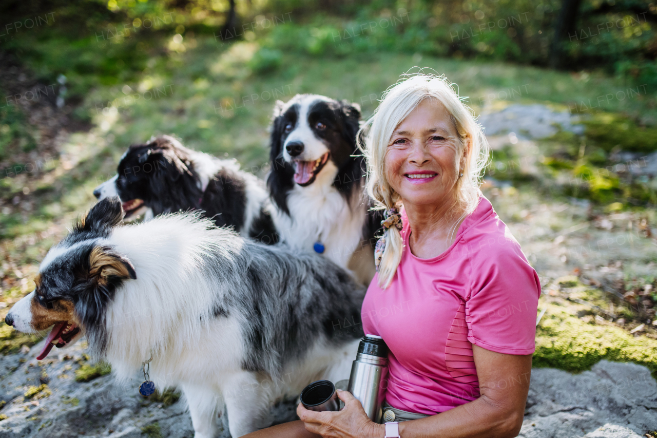 Senior woman having break during walking her three dogs in a forest.