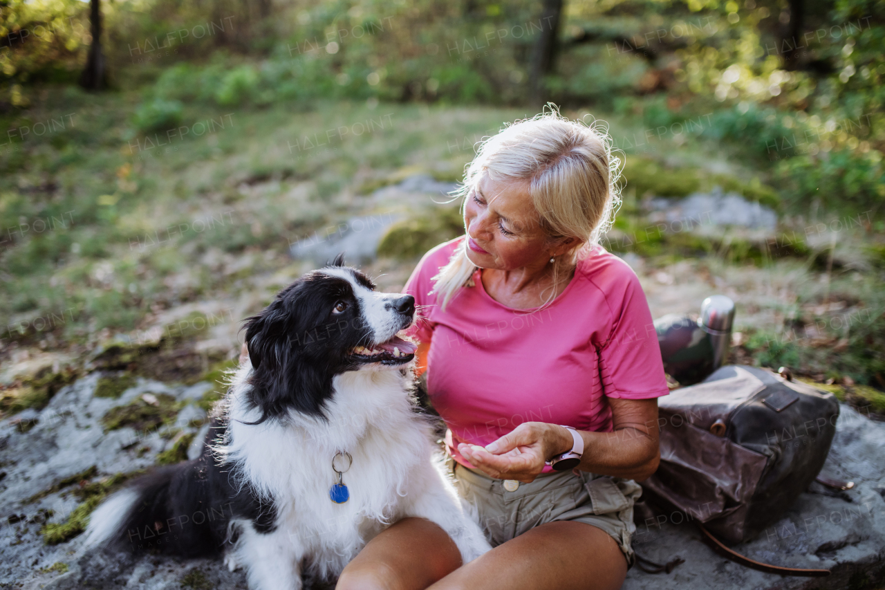 Senior woman training her dog during walk in a forest.