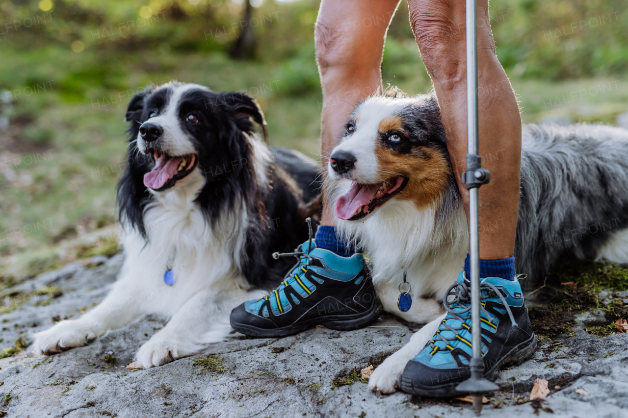 Dogs lying at the owner feet, resting during walk in a forest.