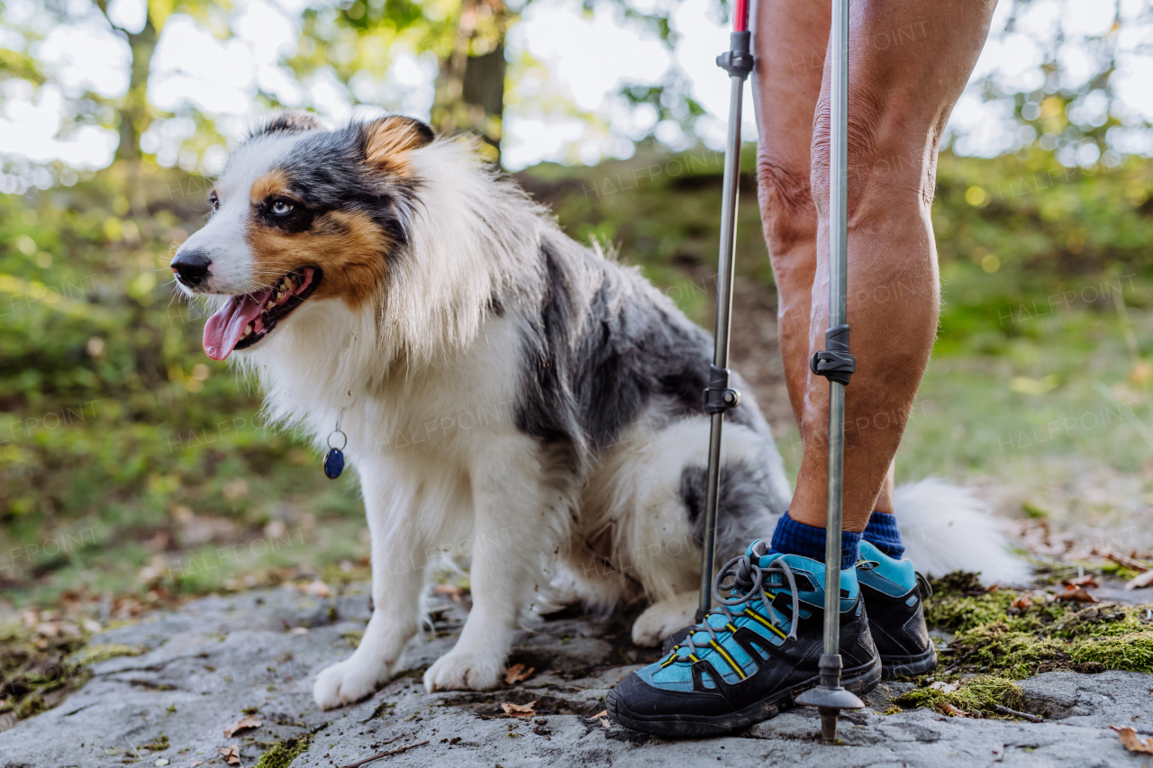 Dog sitting at the owner feet, resting during walk in a forest.