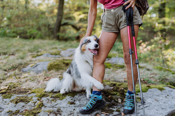 Dogs lying at the owner feet, resting during walk in a forest.