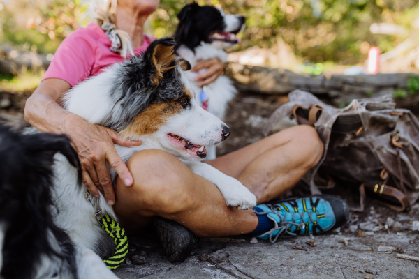 Senior woman having break during walking her three dogs in a forest.