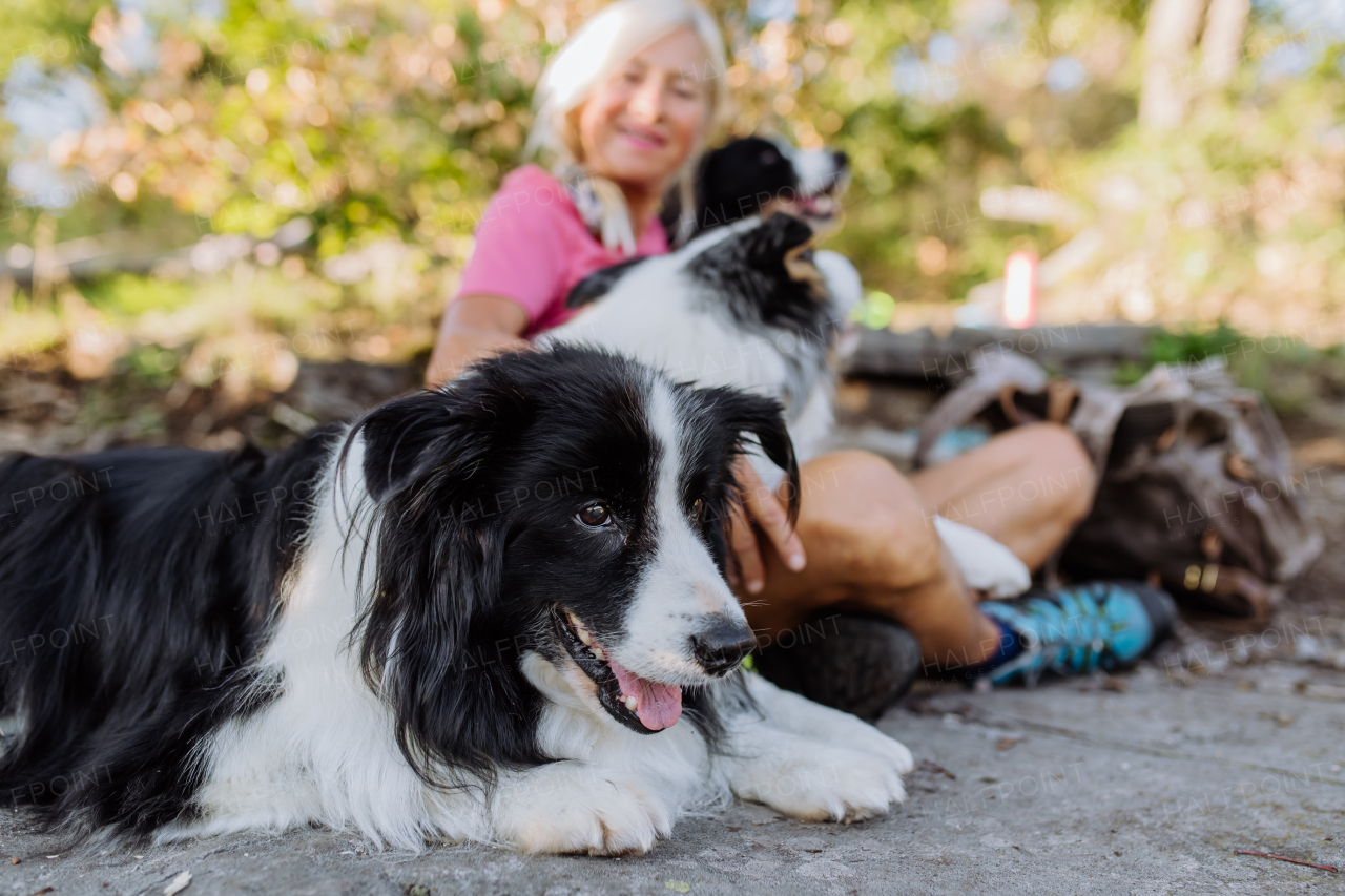 Dogs lying at the owner feet, resting during walk in a forest.