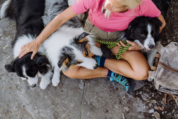 Top view of senior woman having break during walking her three dogs in a forest.