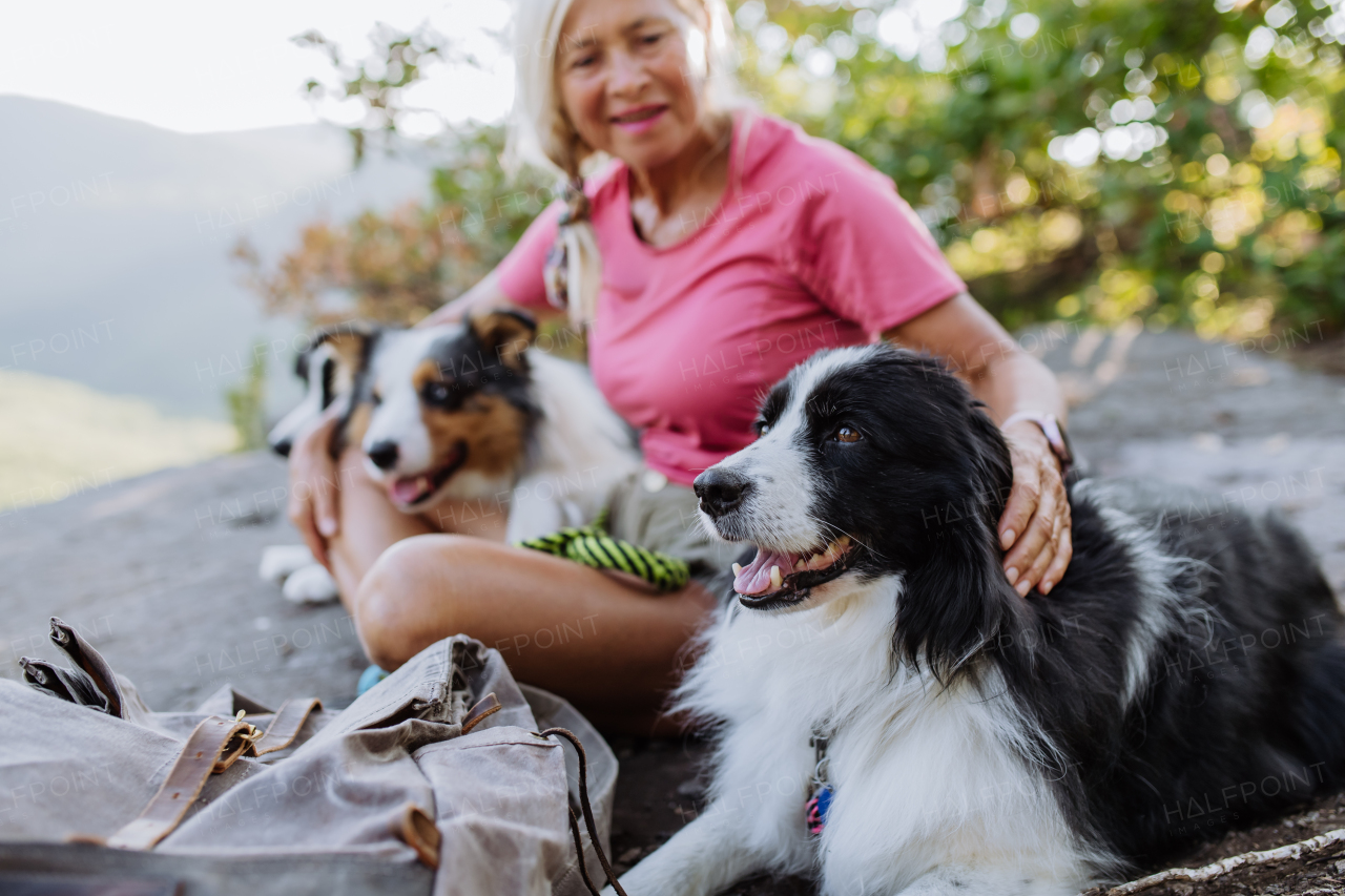 Senior woman having break during walking her three dogs in a forest.