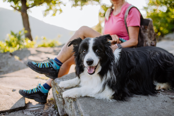 Dogs lying at the owner feet, resting during walk in a forest.