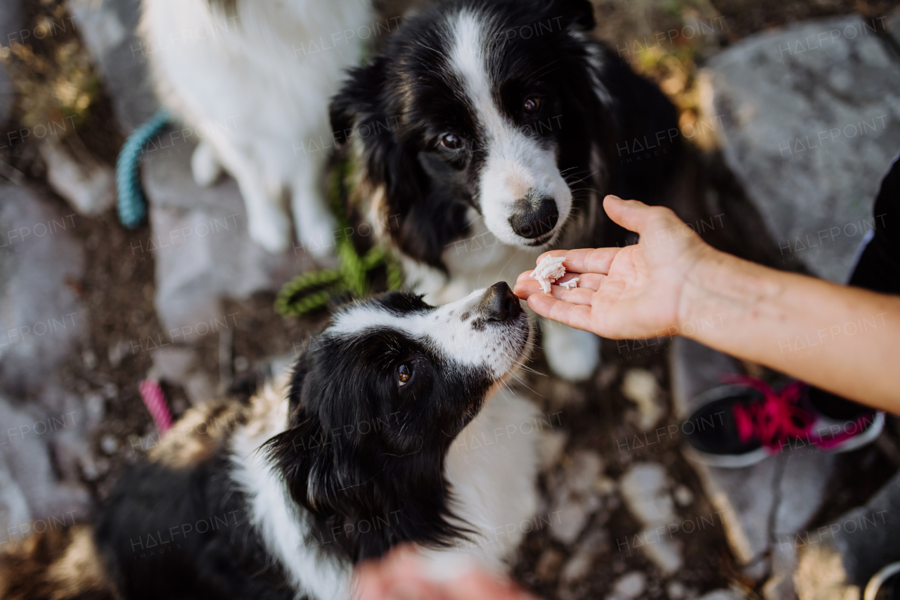 Top view of feeding dogs from hand during autumn walk in the forest.