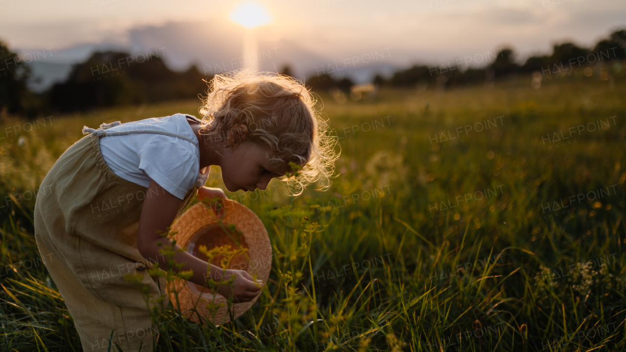 Side view of adorable little girl with straw hat standing in the middle of summer meadow. Child with curly blonde hair picking flowers during sunset. Kids spending summer with grandparents in the coutryside.