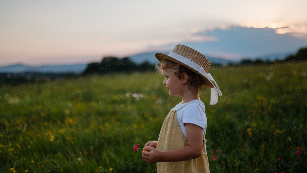 Portrait of adorable little girl with straw hat standing in the middle of summer meadow. Child with curly blonde hair during sunset. Kids spending summer with grandparents in the countryside.