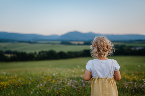 Rear view of adorable little girl standing in the middle of summer meadow. Child with curly blonde hair watching sunset. Kids spending summer with grandparents in the countryside.