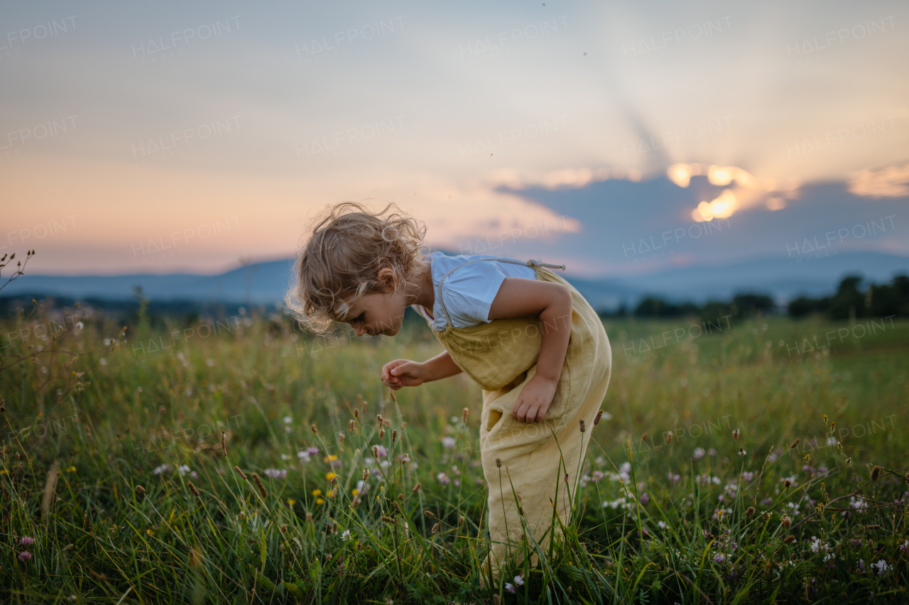 Side view of adorable little girl with straw hat standing in the middle of summer meadow. Child with curly blonde hair picking flowers during sunset. Kids spending summer with grandparents in the coutryside.