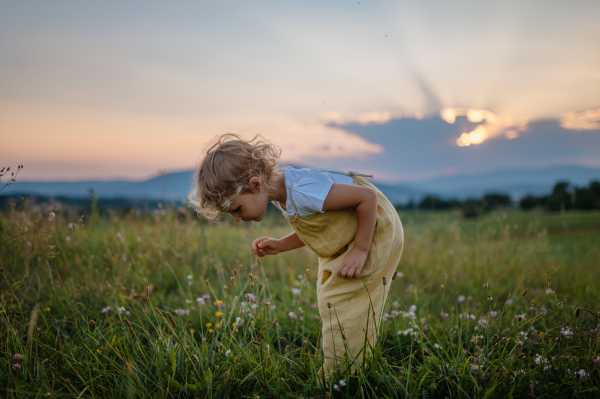 Side view of adorable little girl with straw hat standing in the middle of summer meadow. Child with curly blonde hair picking flowers during sunset. Kids spending summer with grandparents in the coutryside.