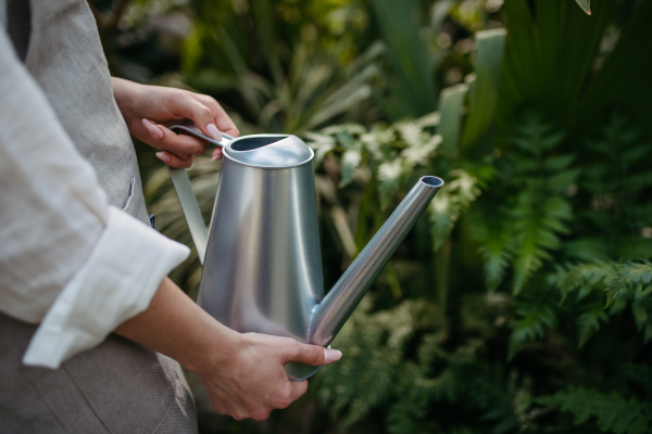 Cloe up of woman holding watering can, watering plants in greenhouse.