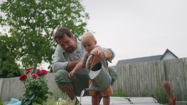 A video of handsome dad and small toddler boy on backyard, garden. Father and young son watering flowers together.