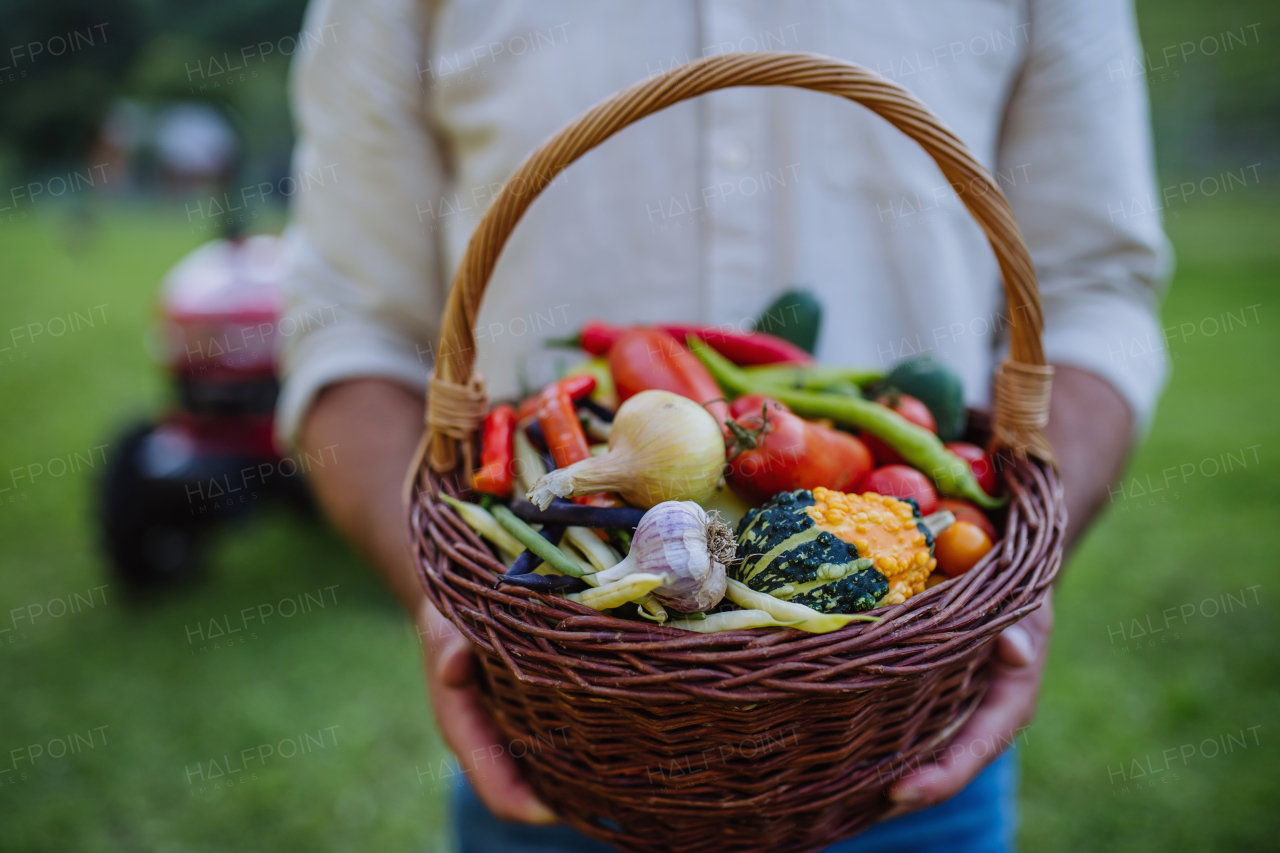 Close up of farmer holding harvest basket full of fresh vegetables. Collecting crops in autumn season.