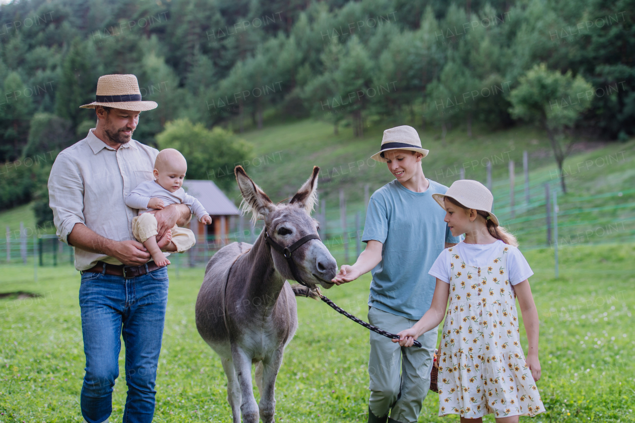 Farmer family walking with donkey across their farm A gray mule as a farm animals at the family farm. Concept of multigenerational farming.